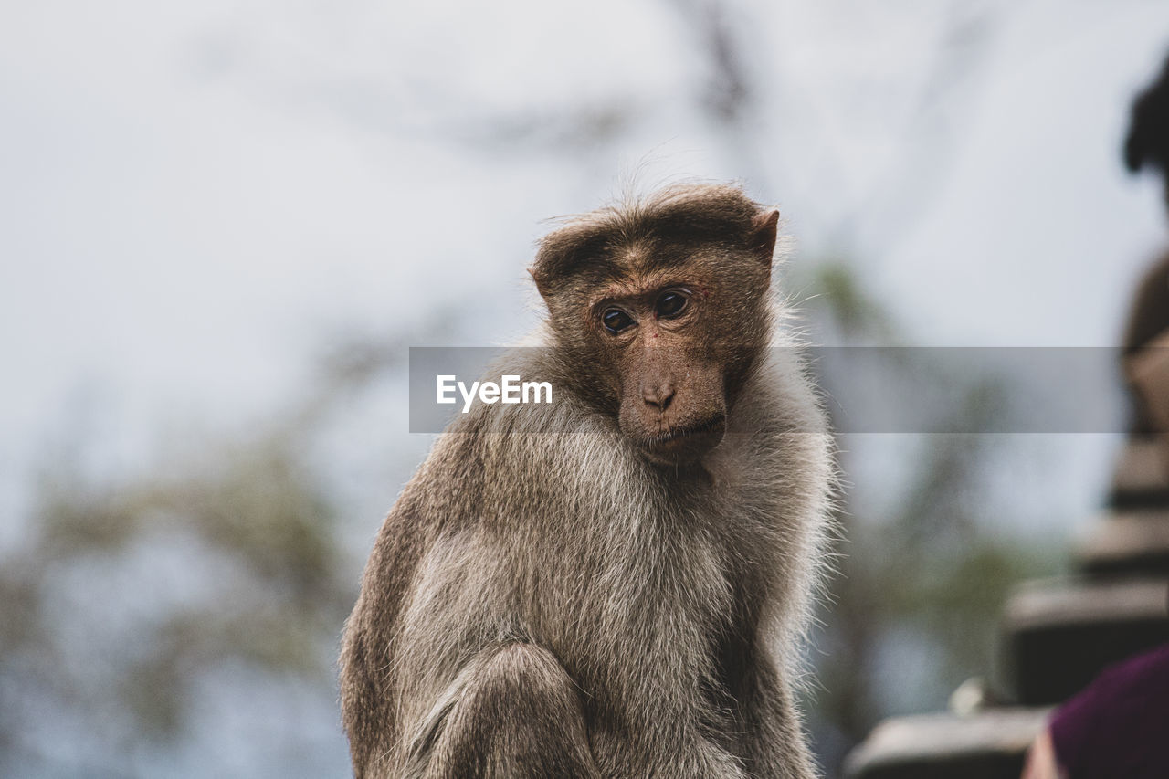 Close-up of monkey sitting outdoors