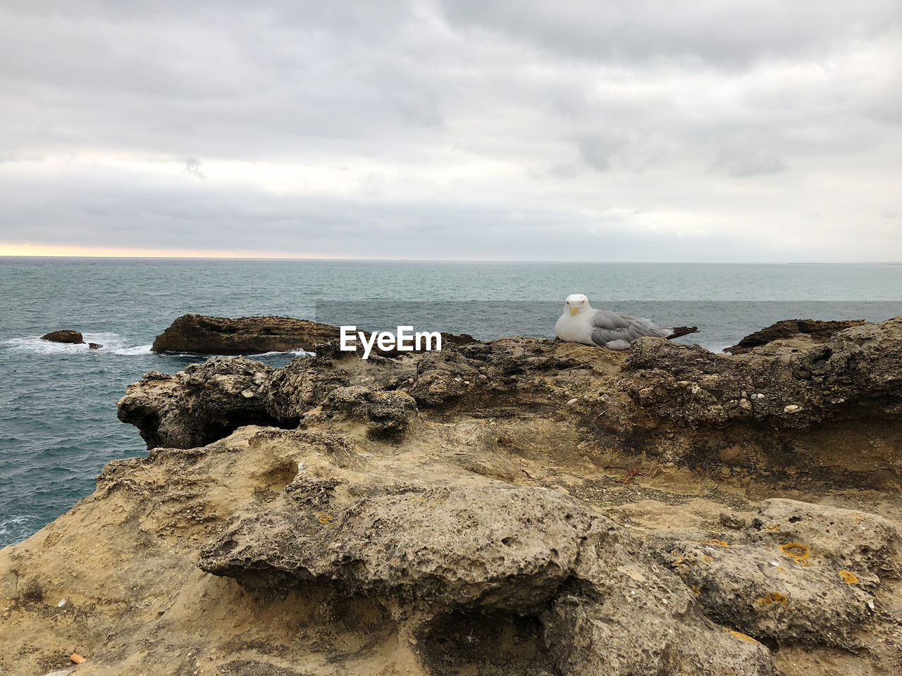 VIEW OF SEAGULL ON ROCK