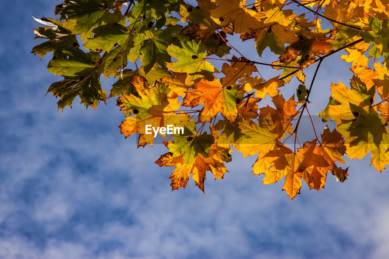 Low angle view of autumnal leaves against sky