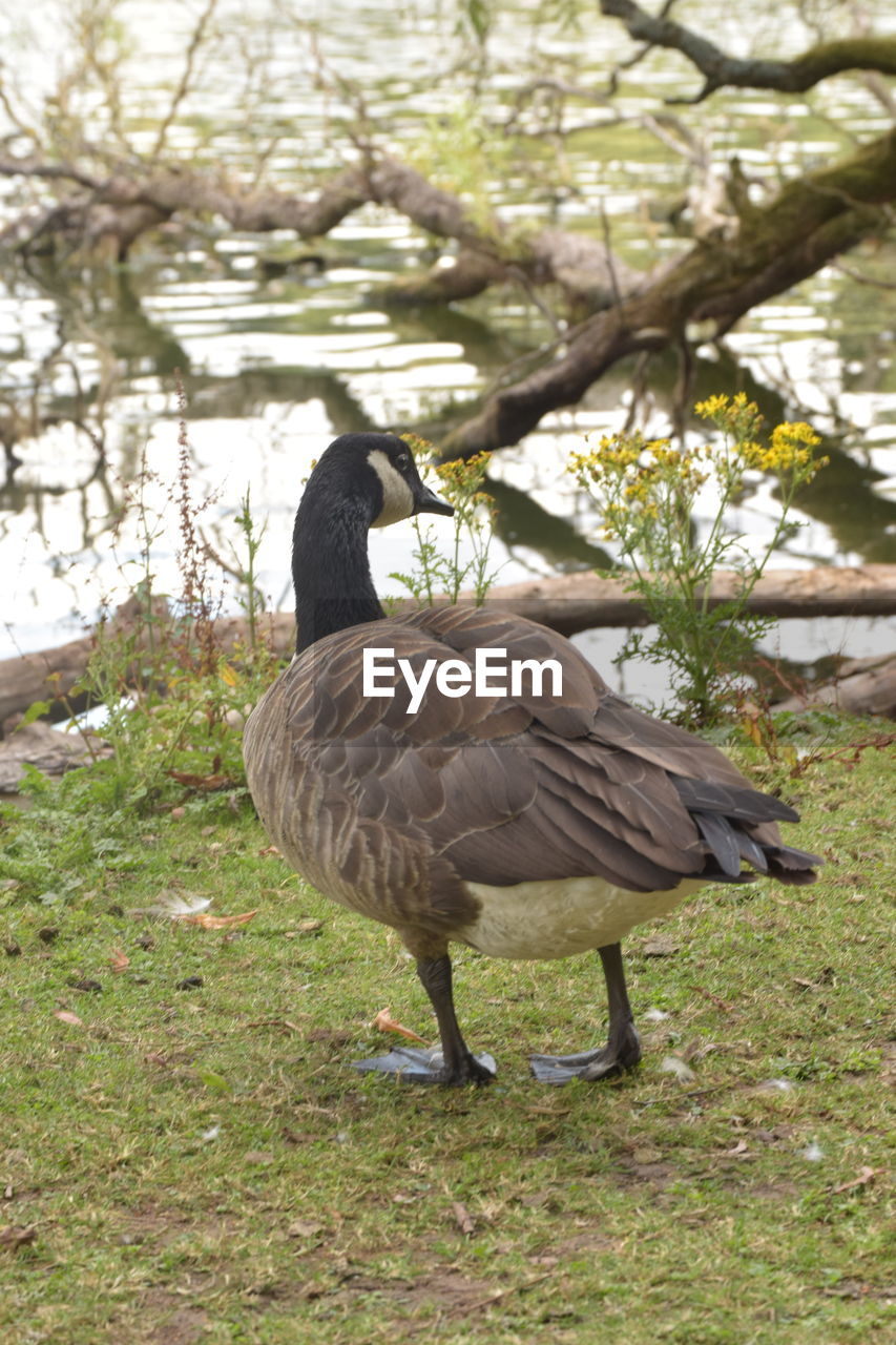 VIEW OF A BIRD ON A LAND