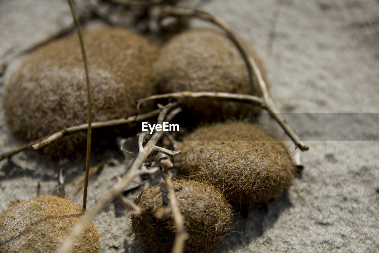 Close-up of plants on a beach