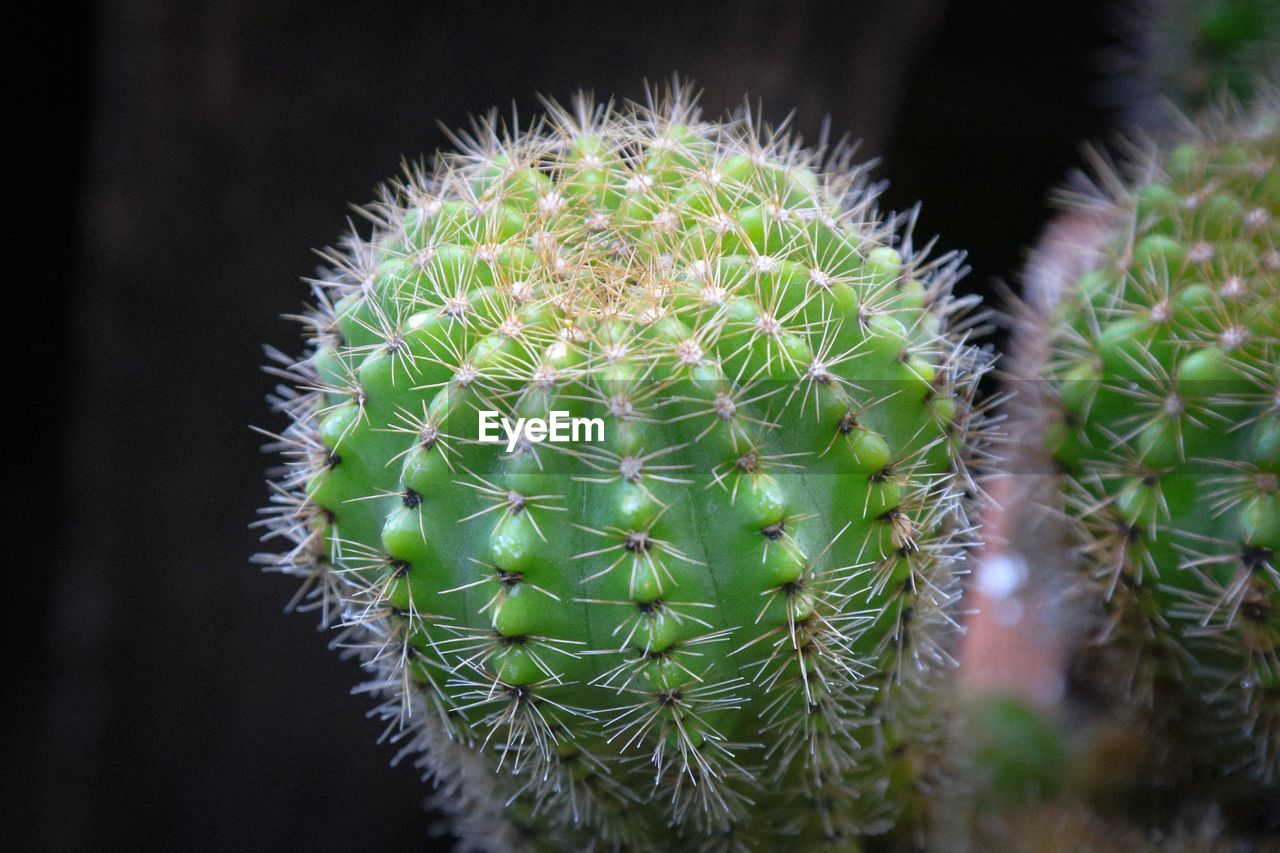 CLOSE-UP OF CACTUS GROWING ON TREE TRUNK