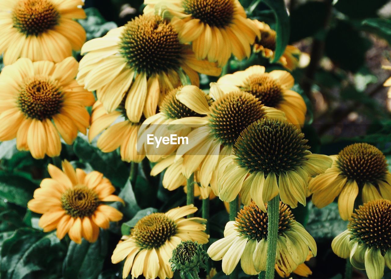 Close-up of yellow flowering plant