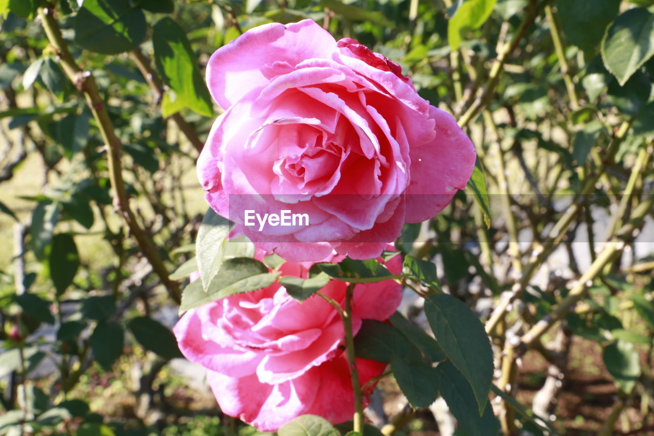 Close-up of wet pink rose blooming outdoors