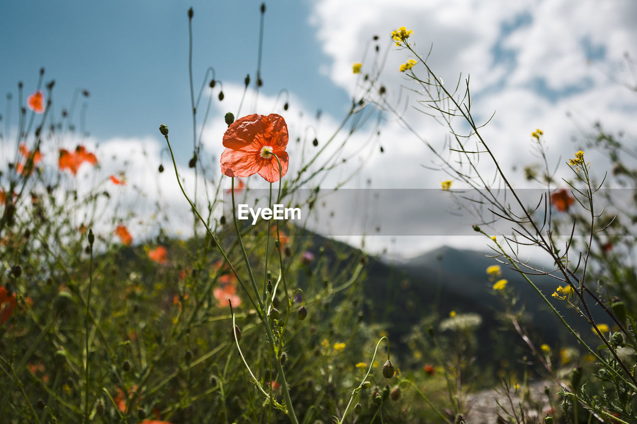 Red poppies flowers blooming in a meadow with peak mountain