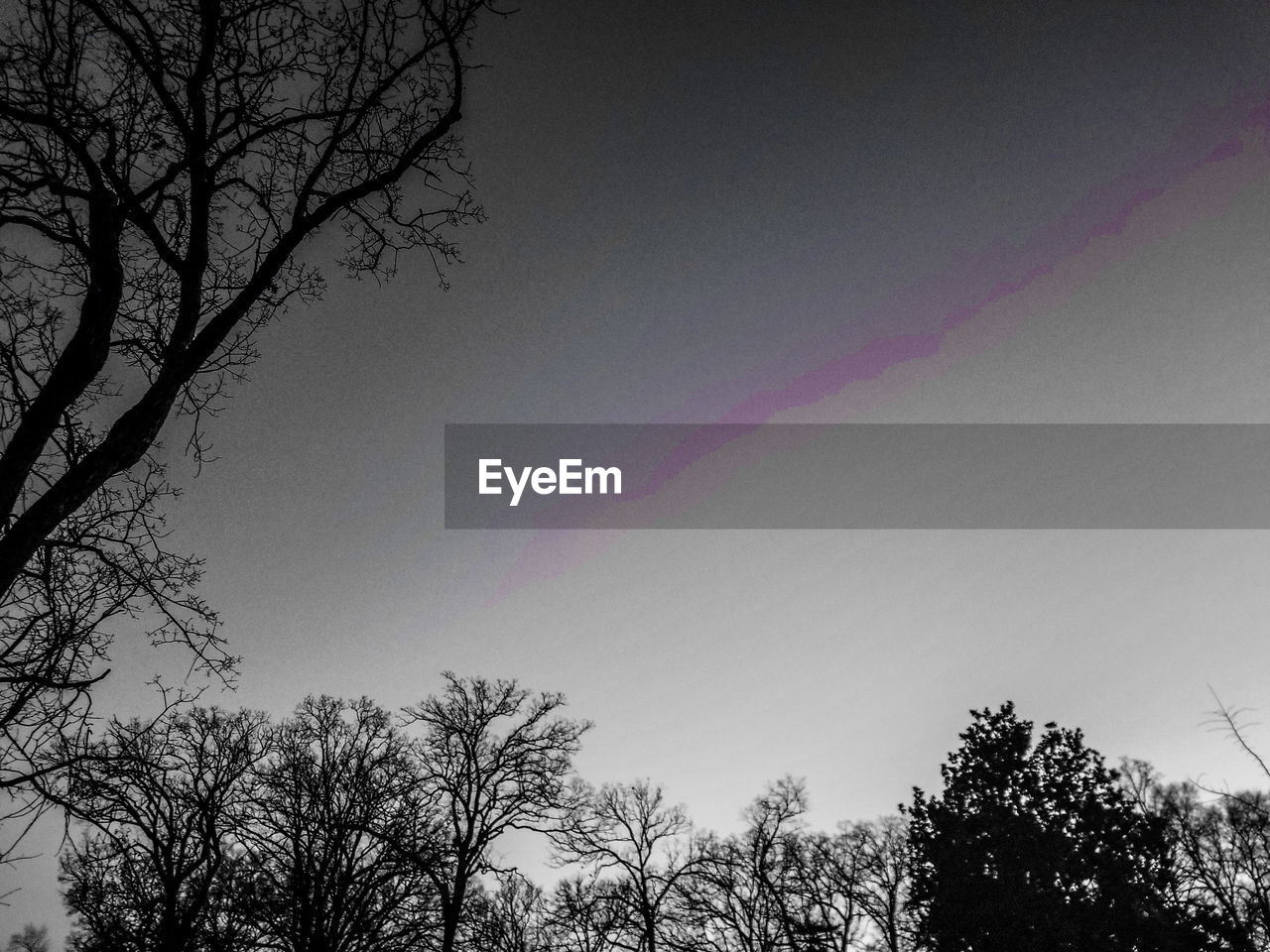 LOW ANGLE VIEW OF BARE TREES AGAINST RAINBOW IN SKY