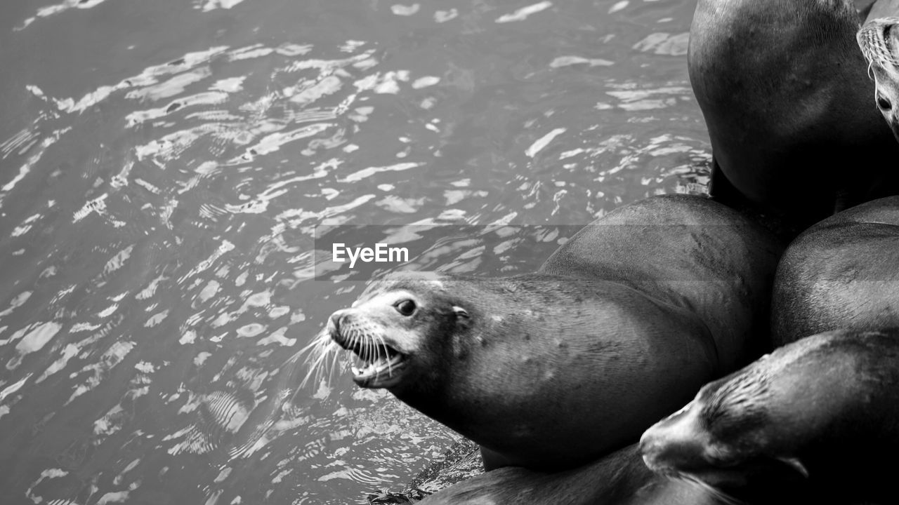 High angle view of seal swimming in lake