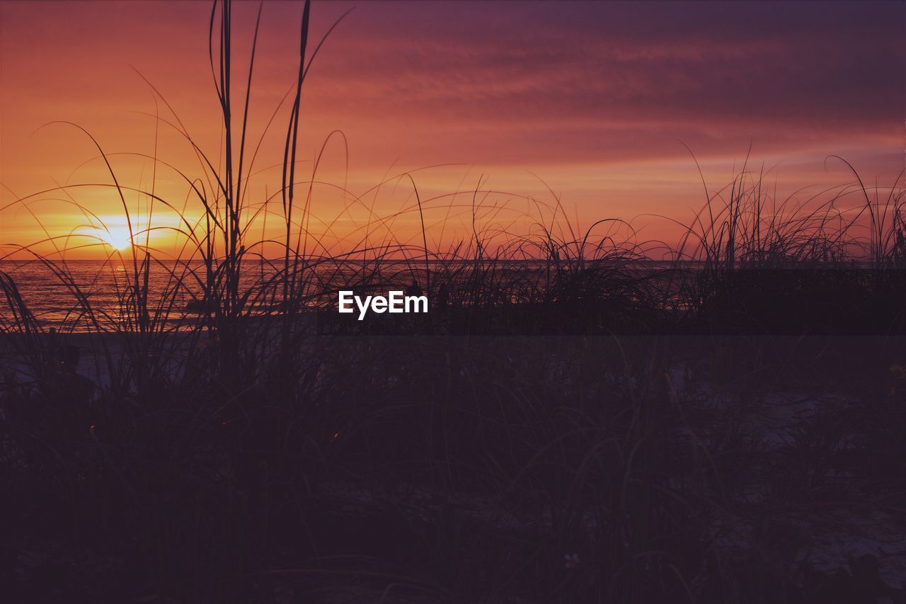 SILHOUETTE PLANTS ON FIELD AGAINST SEA DURING SUNSET