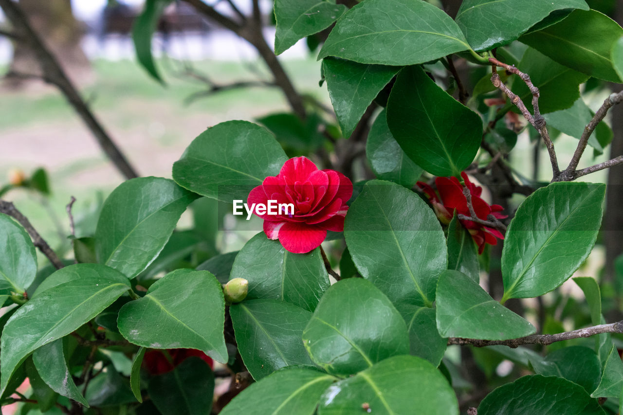 CLOSE-UP OF RED ROSE