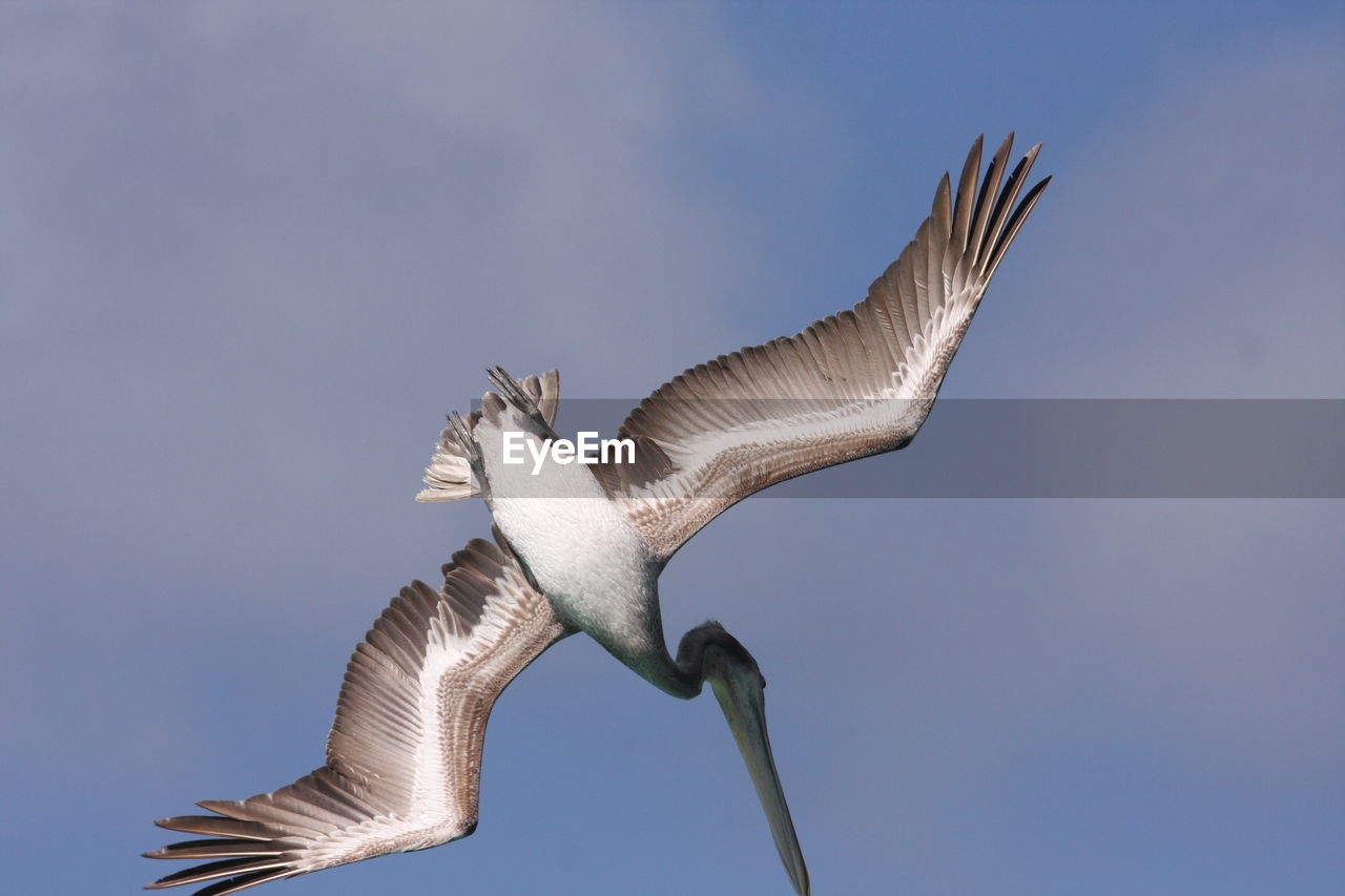 Low angle view of pelican flying against blue sky