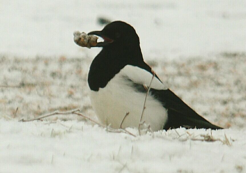 CLOSE-UP OF BIRD IN WATER