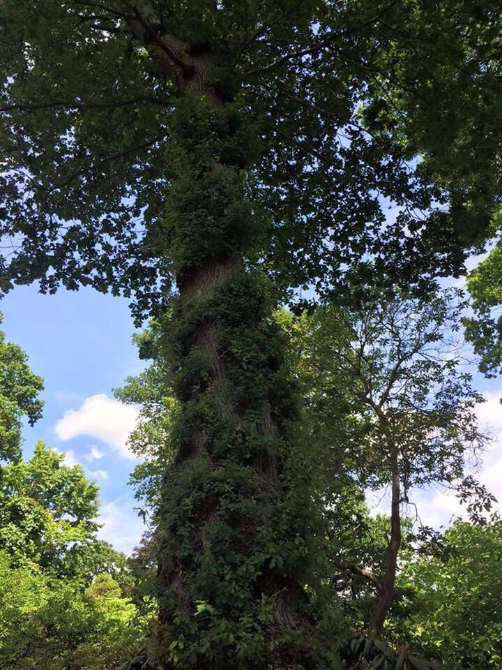 LOW ANGLE VIEW OF TREES AGAINST SKY