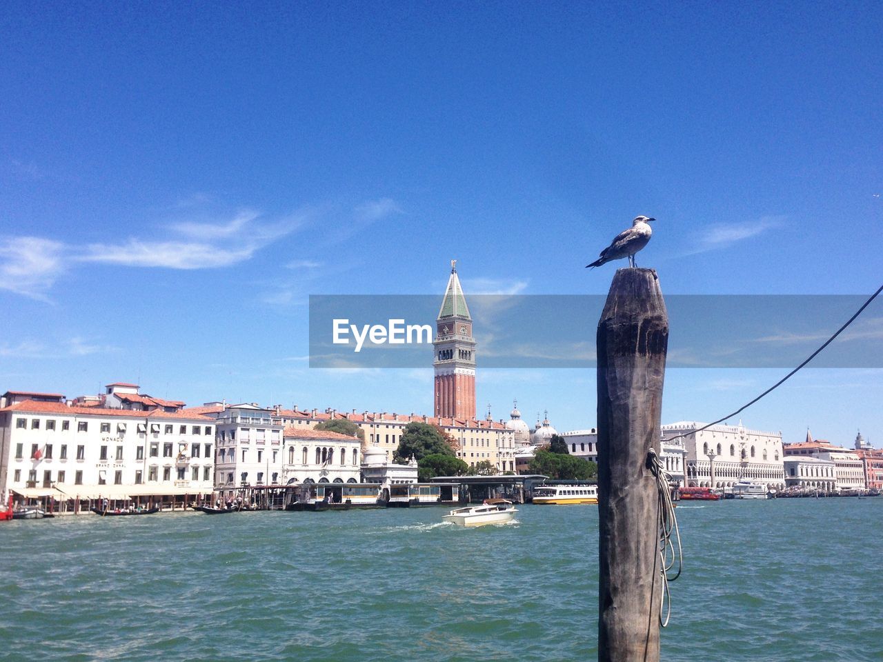 SEAGULL PERCHING ON WOODEN POST IN CANAL