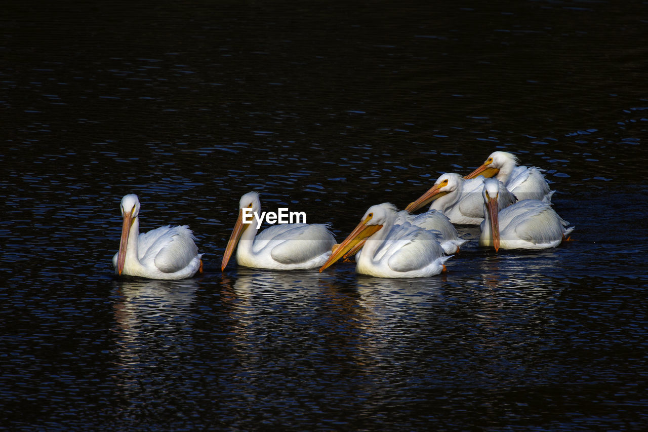 VIEW OF SWANS SWIMMING IN LAKE