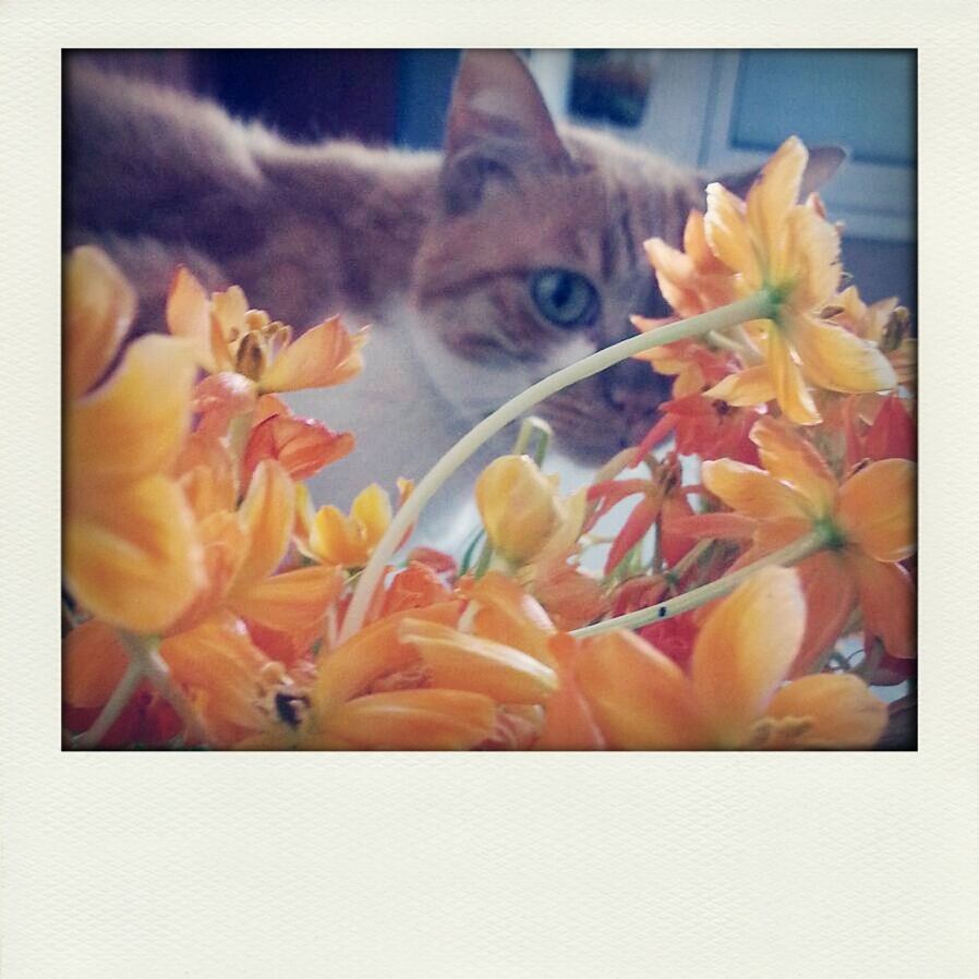 Portrait of cat looking over orange flowers