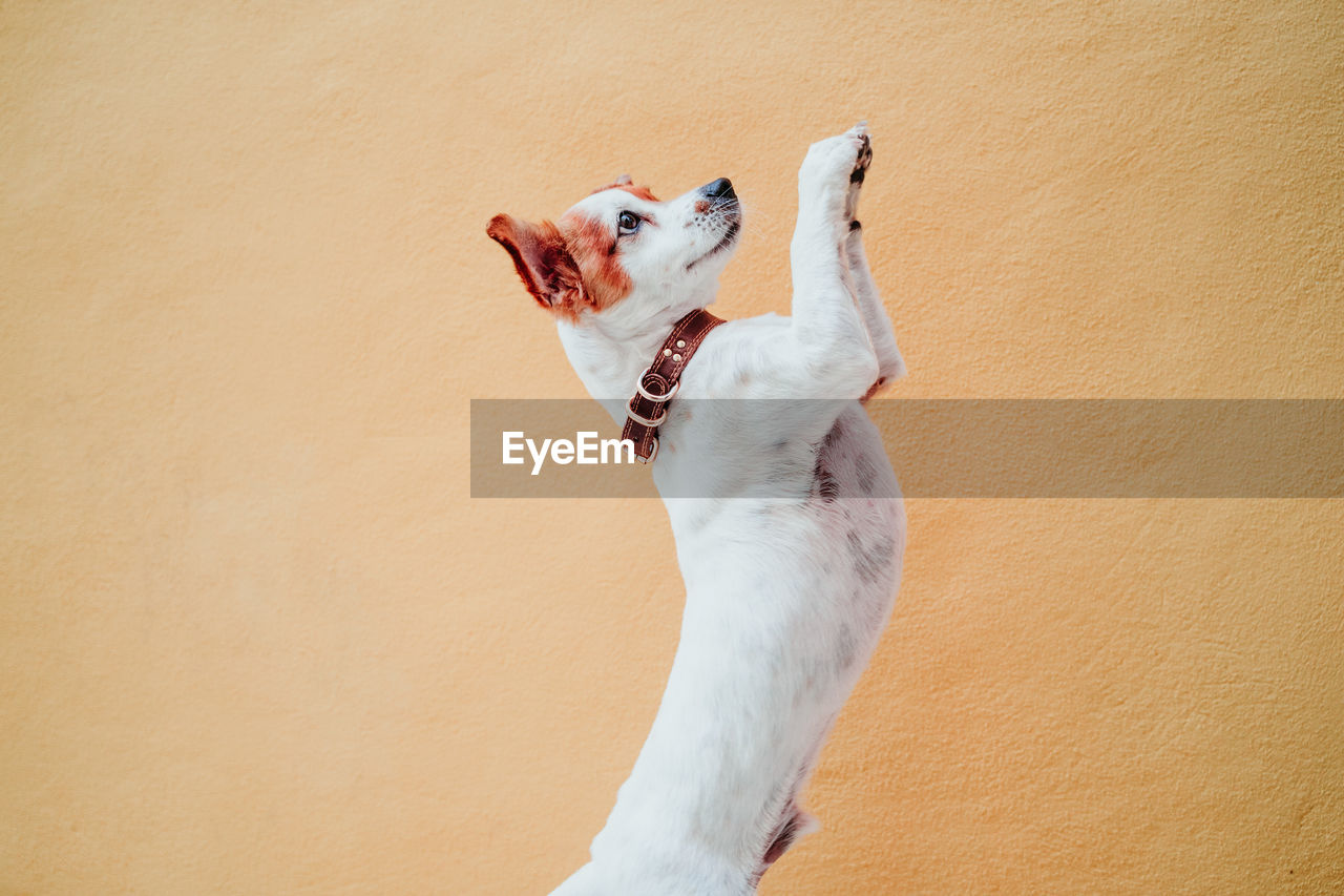 Dog standing against wall