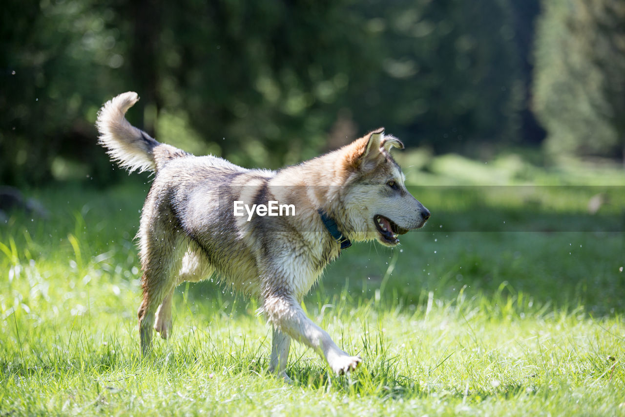 DOGS RUNNING ON FIELD