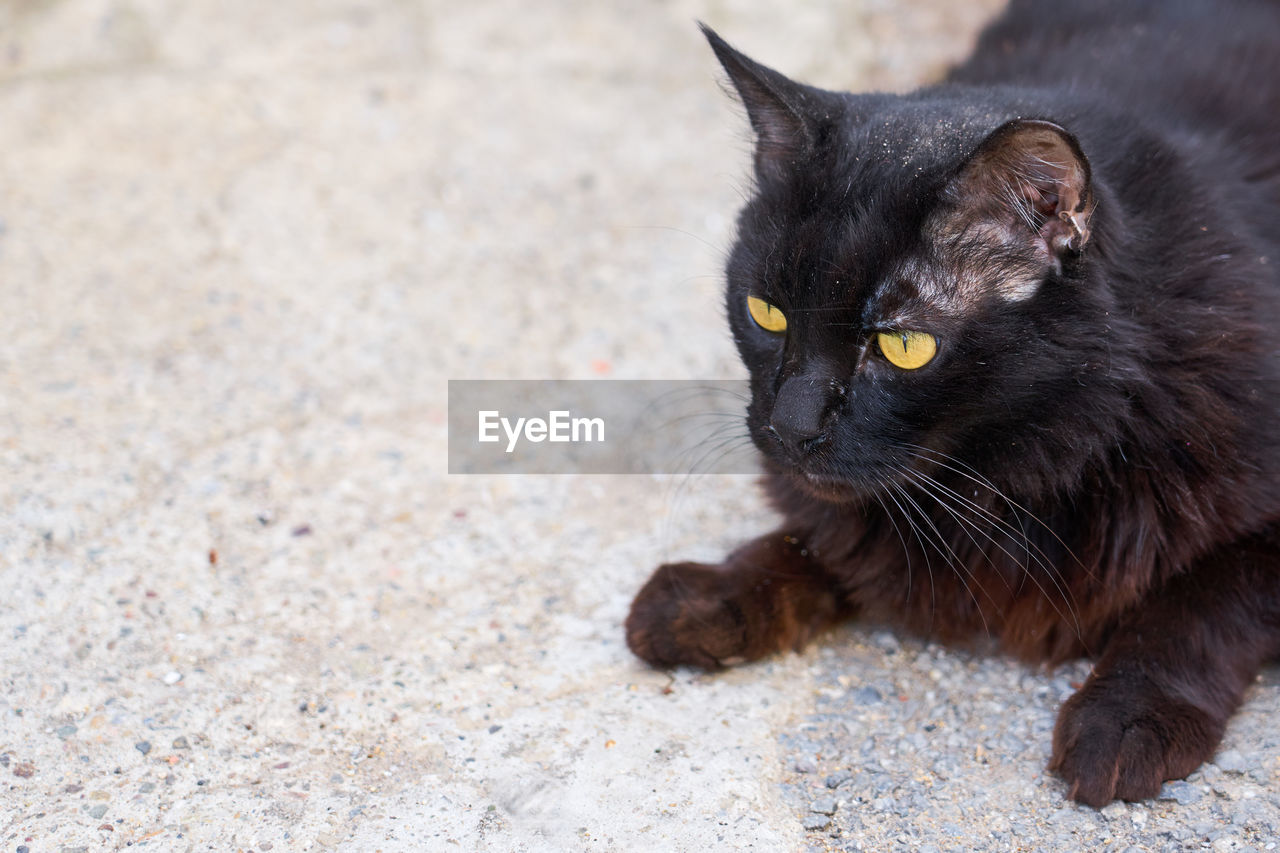 PORTRAIT OF BLACK CAT LYING ON FLOOR
