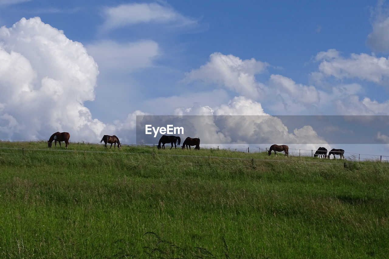 HORSES IN A FIELD