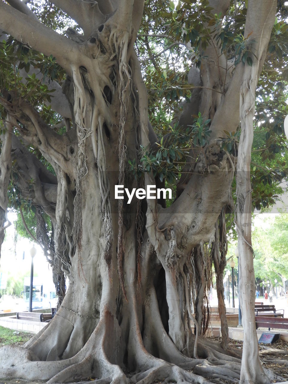 CLOSE-UP LOW ANGLE VIEW OF TREE