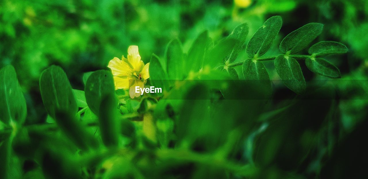 CLOSE-UP OF YELLOW FLOWERING PLANTS ON LAND