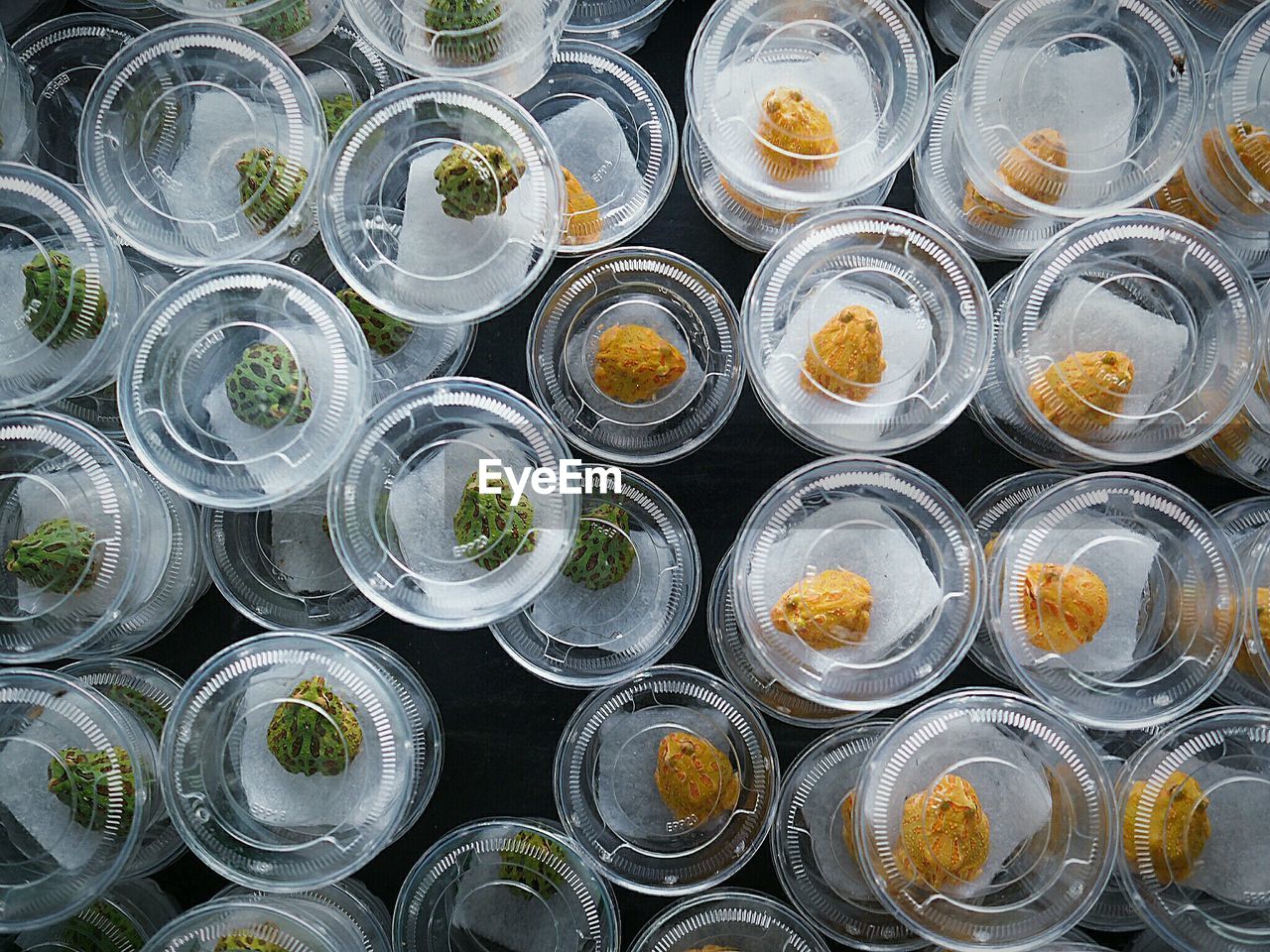 High angle view of frogs in plastic containers in pet shop