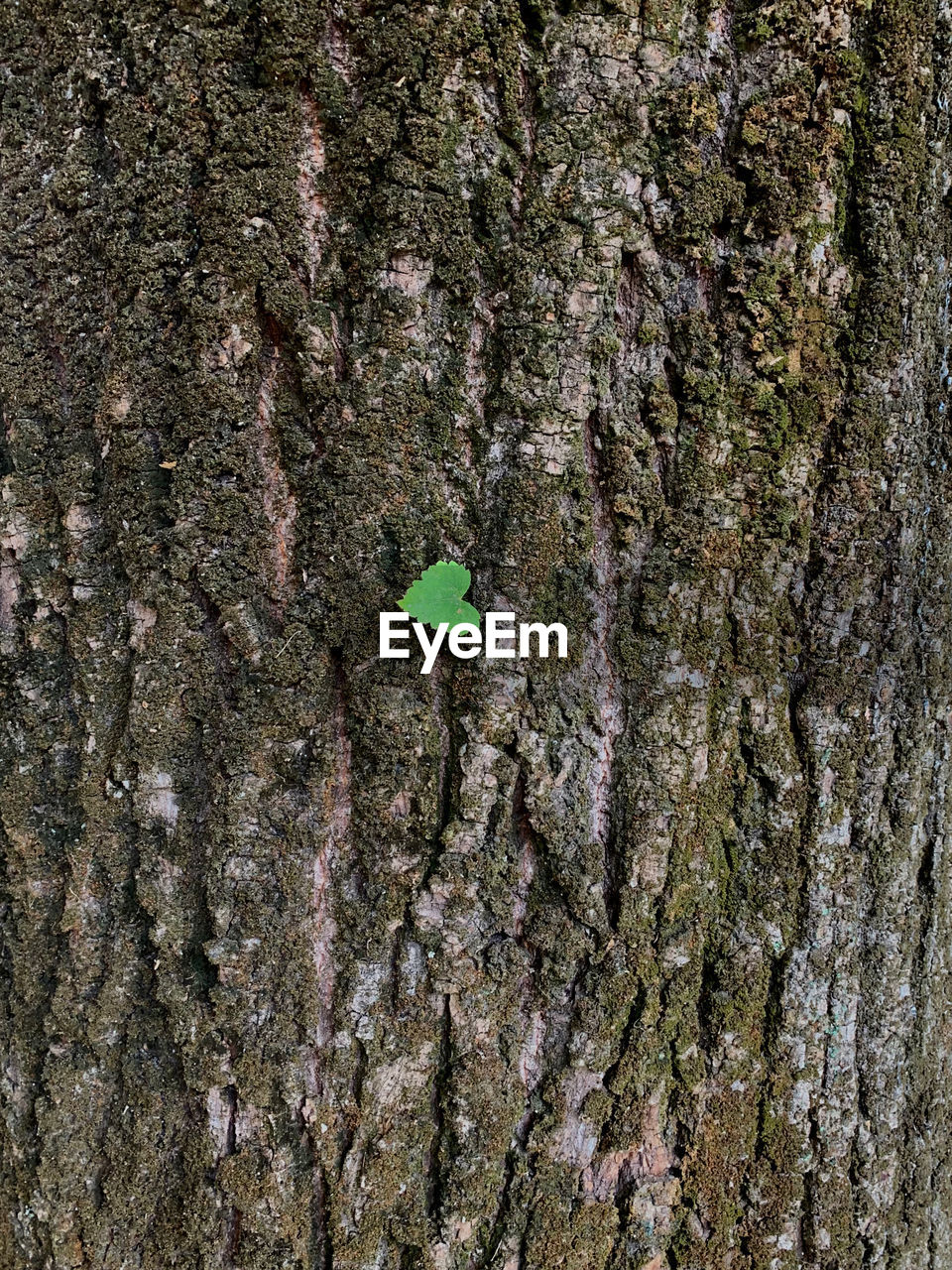 CLOSE-UP OF DEAD TREE TRUNK