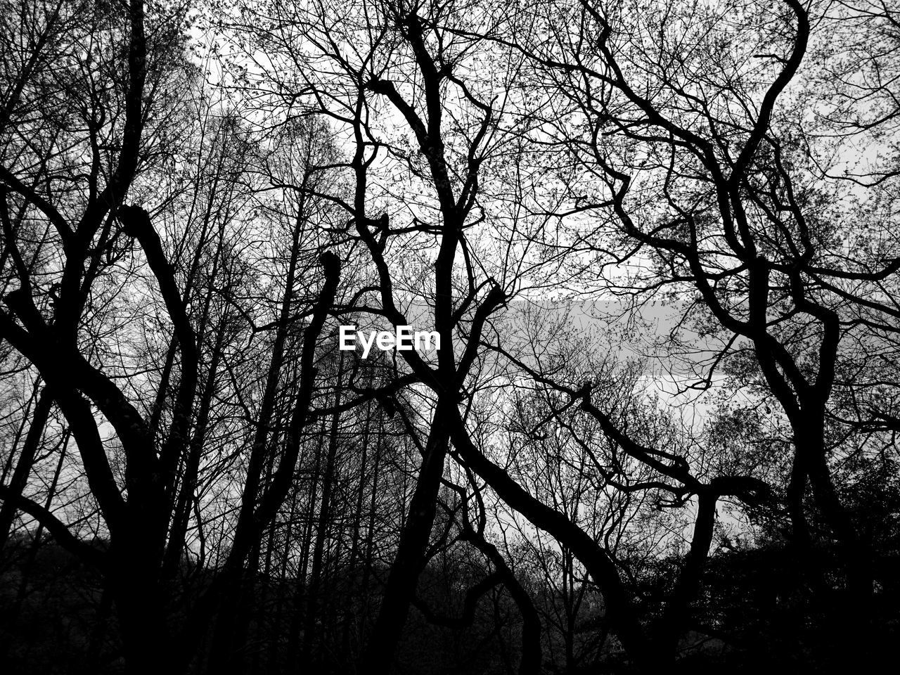 LOW ANGLE VIEW OF BARE TREES