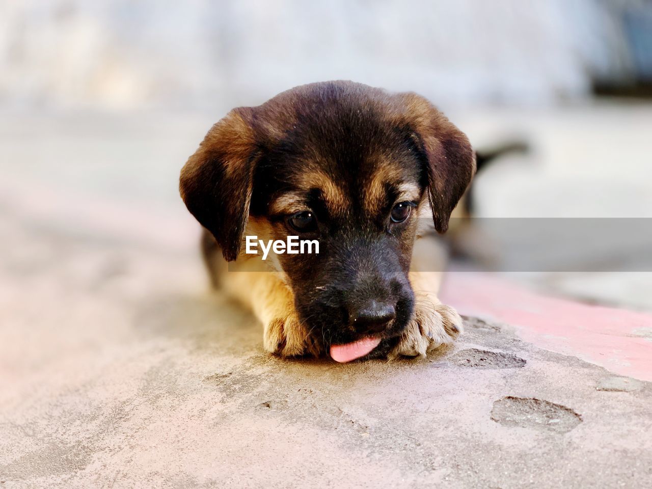 Close-up portrait of puppy