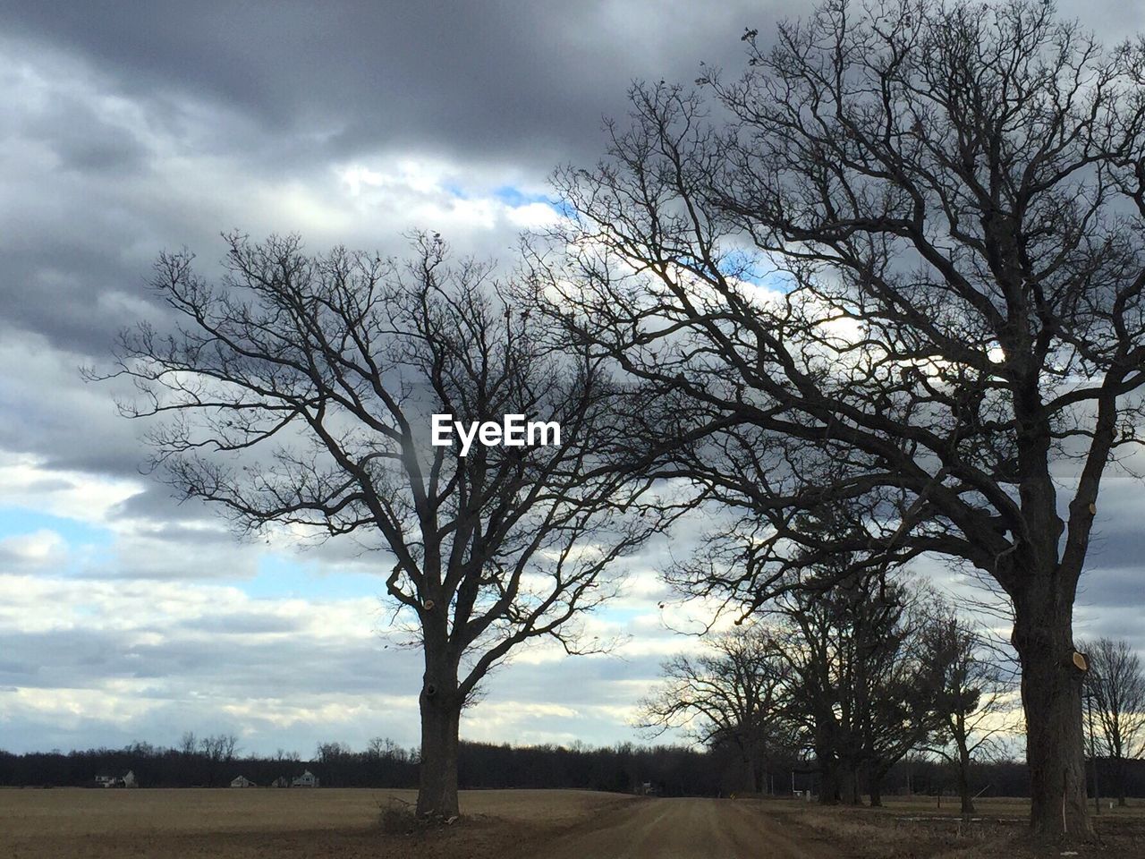 BARE TREES ON FIELD AGAINST CLOUDY SKY