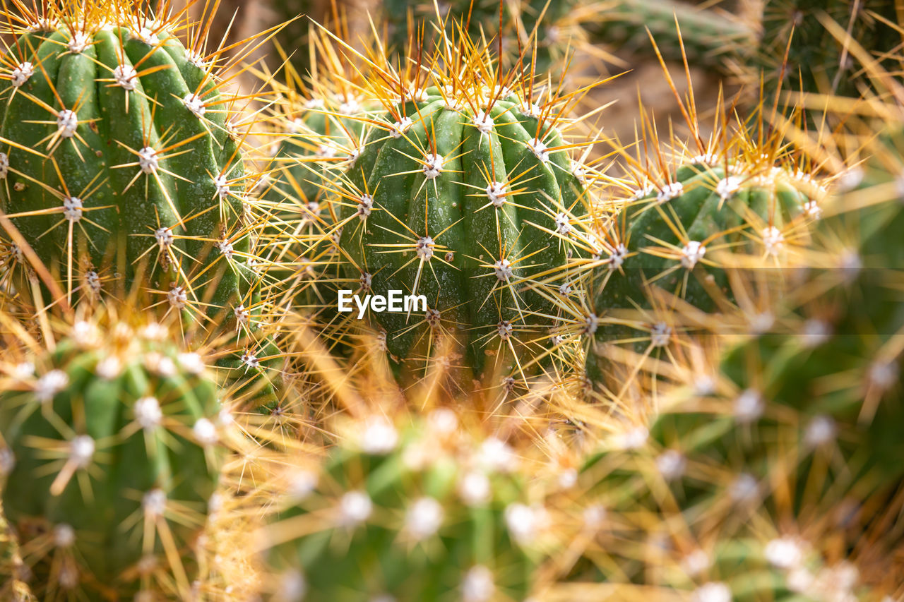 CLOSE-UP OF CACTUS PLANT