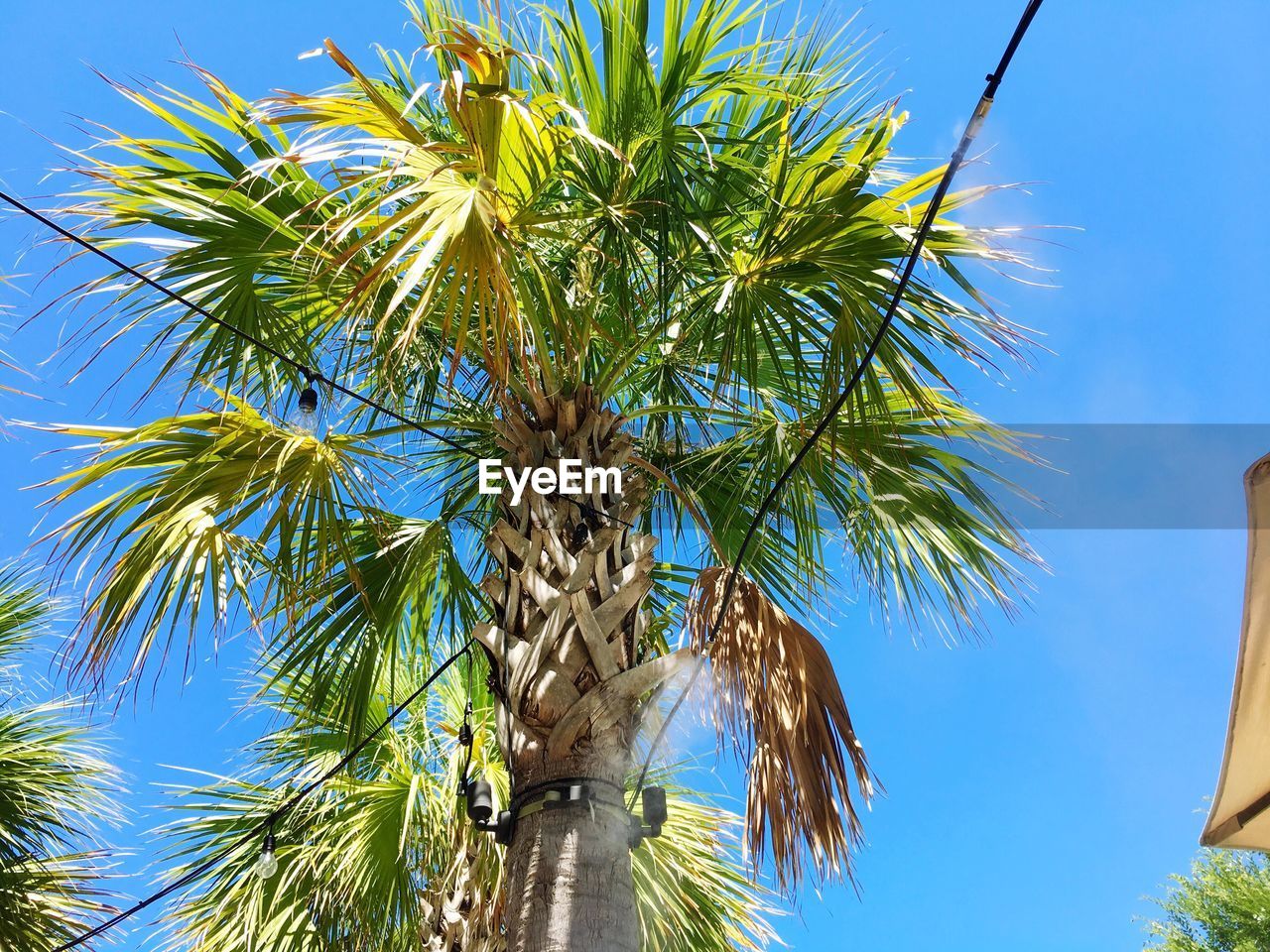 Low angle view of palm trees against blue sky