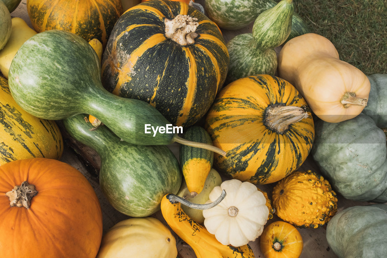 Decorative pumpkins outdoor on the ground. close up, selective focus. halloween and thanksgiving