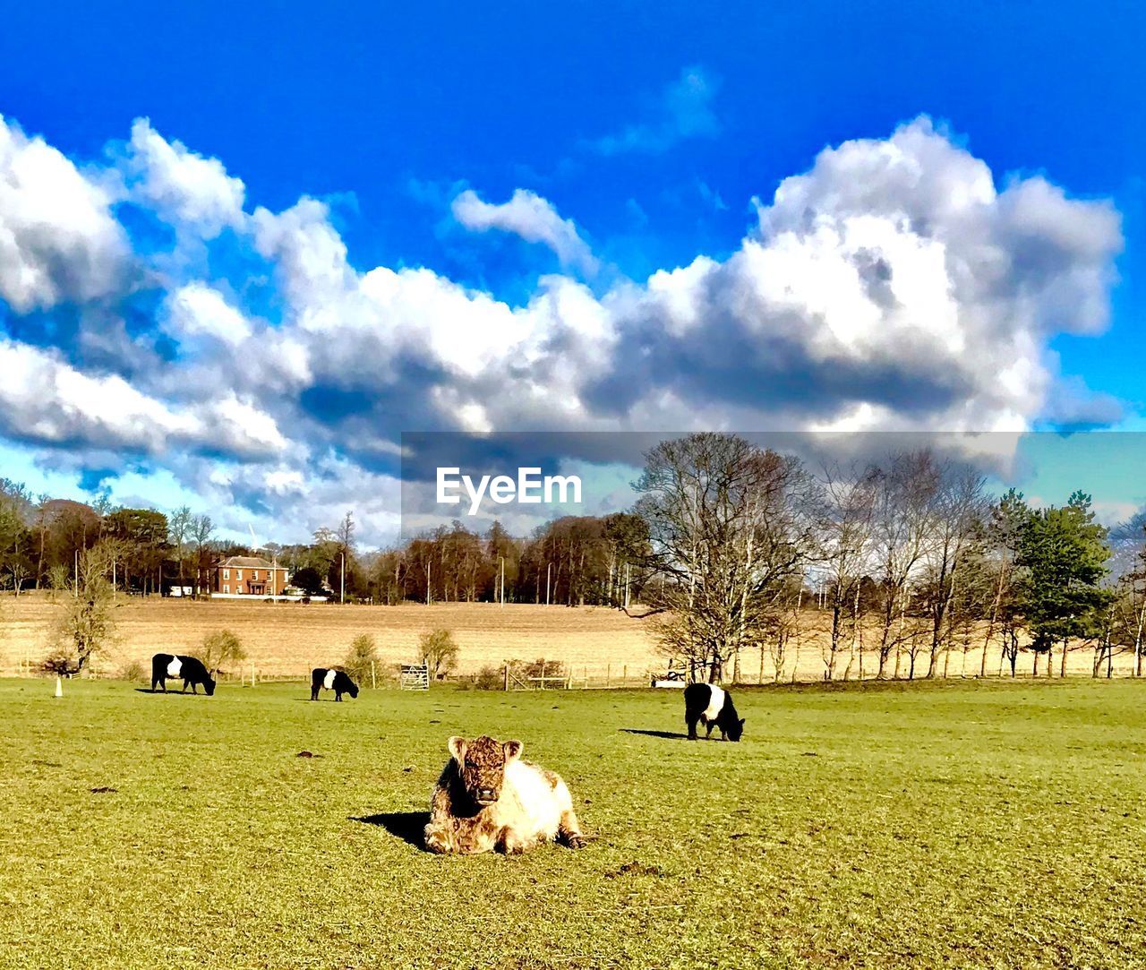 SHEEP GRAZING IN FIELD AGAINST SKY