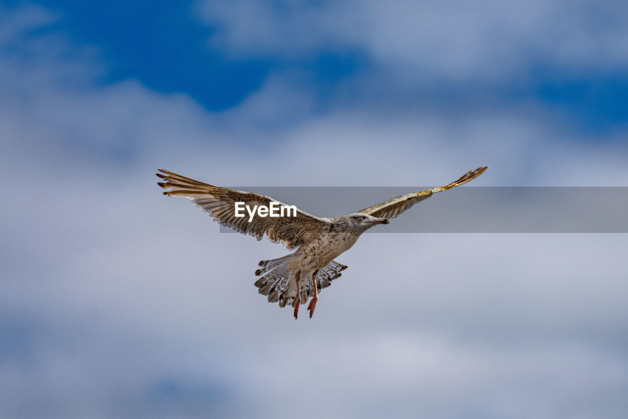 Seagull on sylt