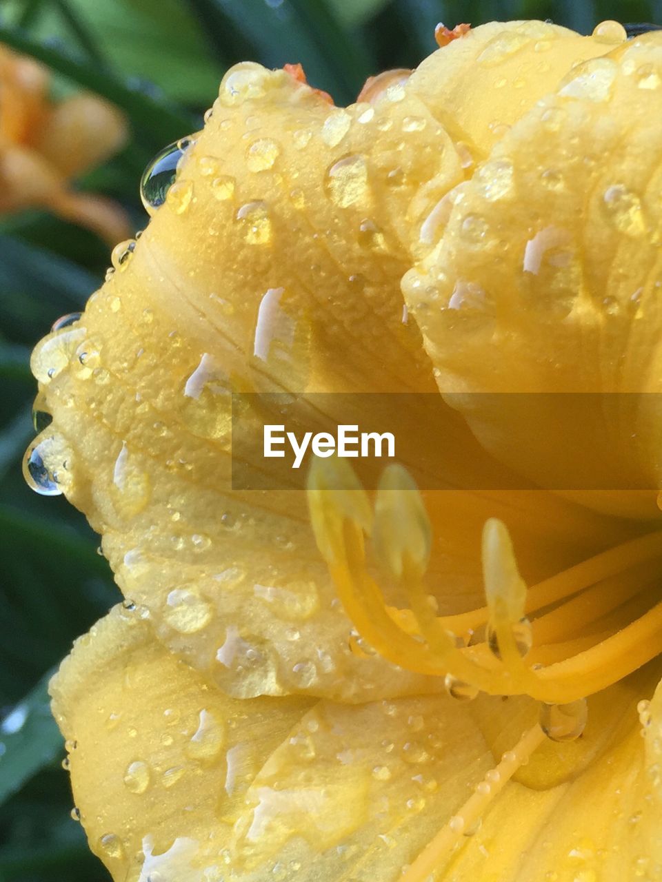 CLOSE-UP OF YELLOW WATER DROPS ON FLOWER
