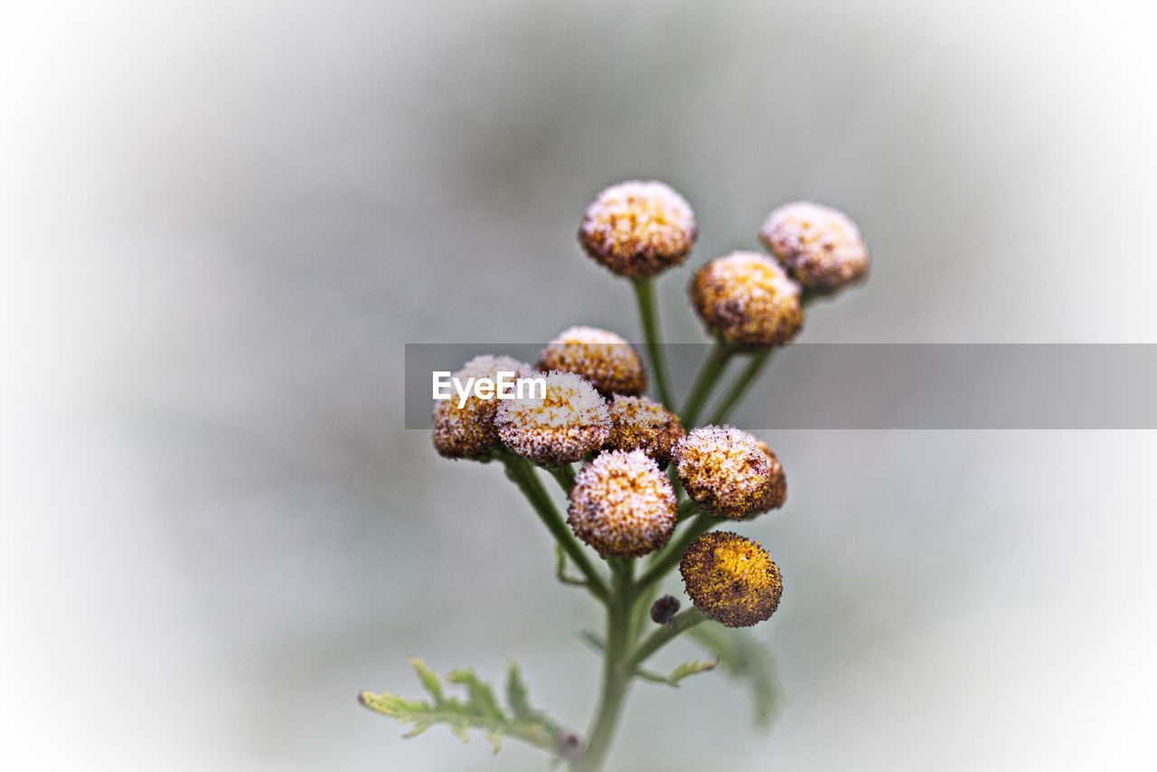 Close-up of flowering plant