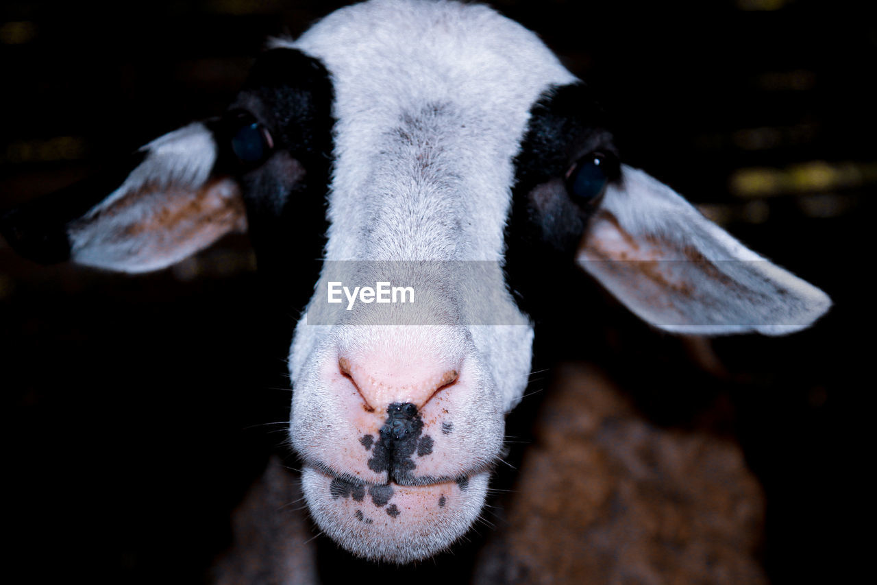 CLOSE-UP PORTRAIT OF A RABBIT