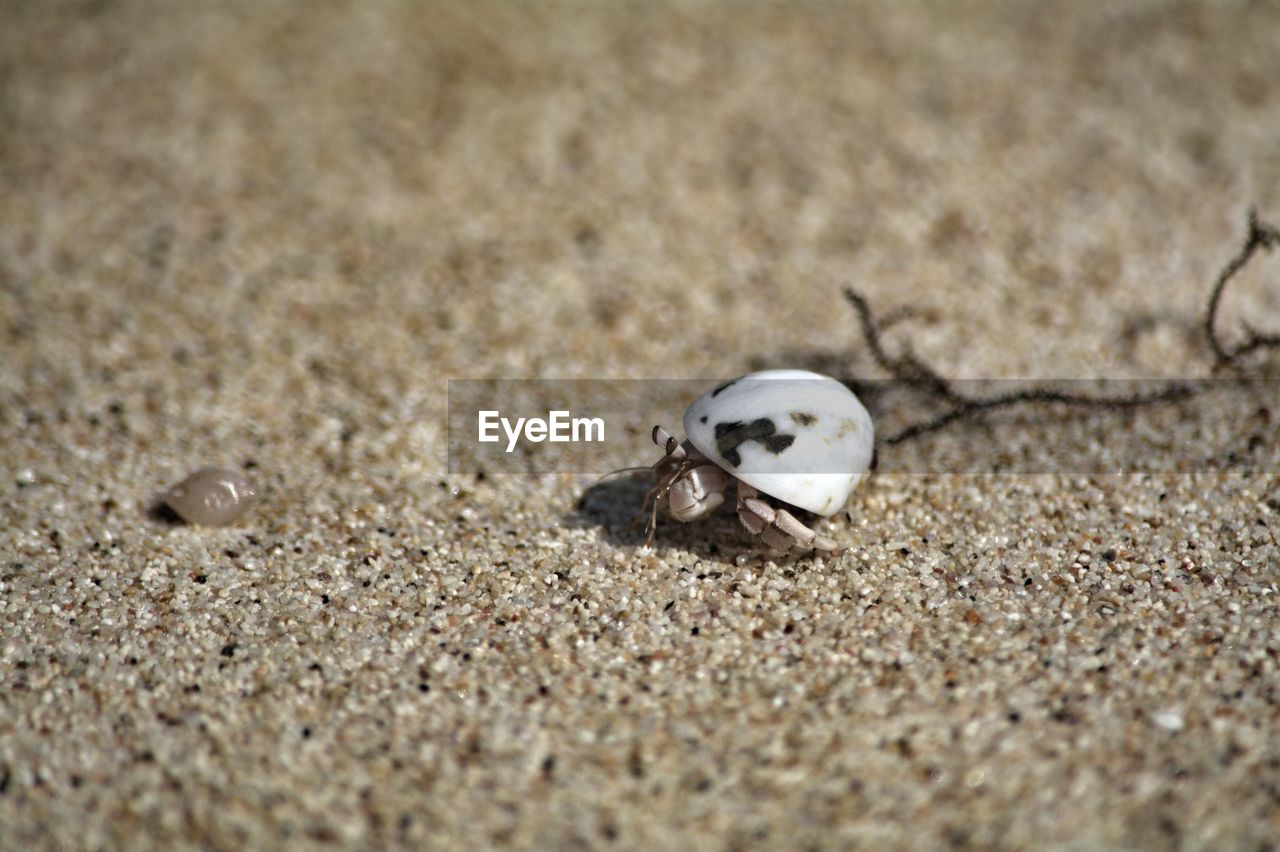 High angle view of hermit crab on sand at beach