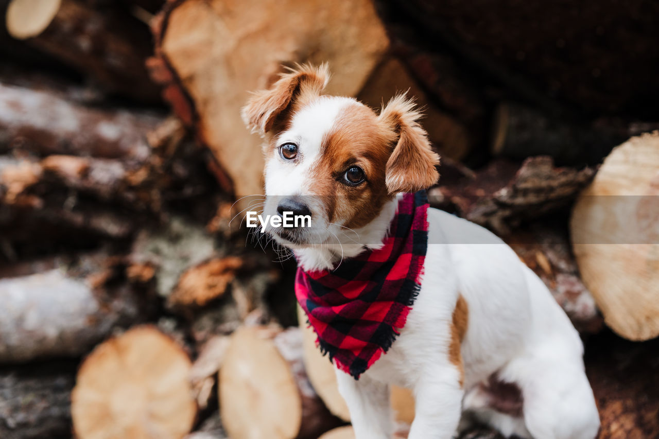 Cute jack russell dog sitting in front of wood trunks in mountain. wearing modern bandana. nature