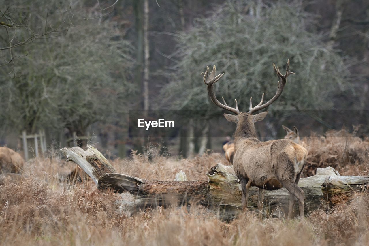 VIEW OF DEER ON FIELD