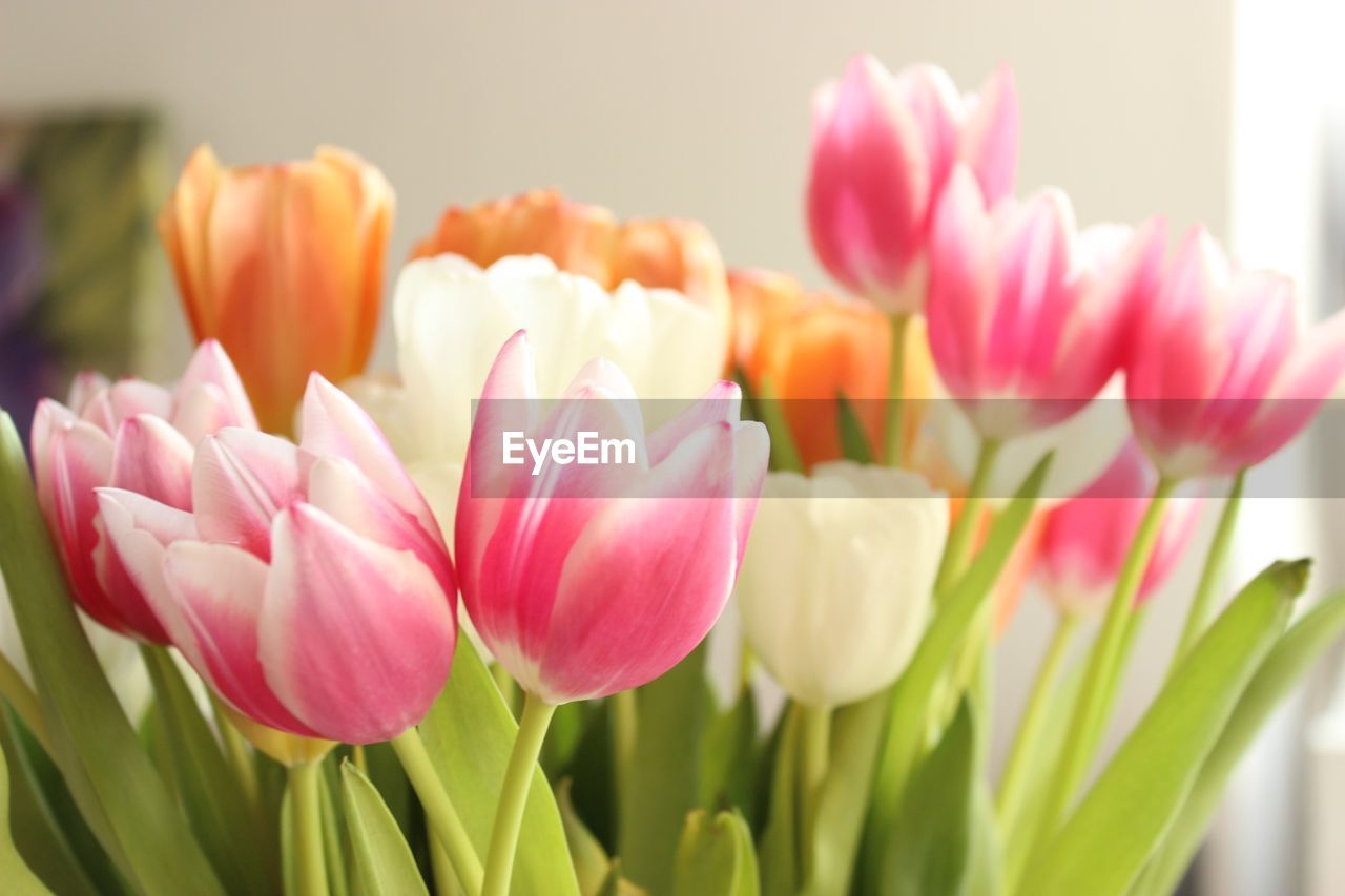 Close up view of multi colored tulips