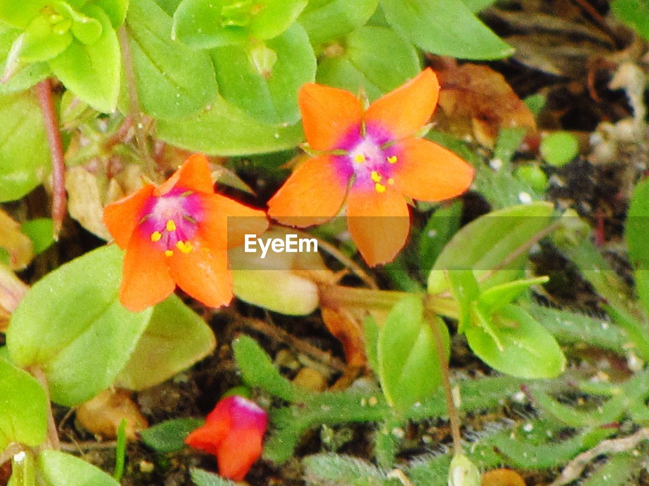 CLOSE-UP OF ORANGE FLOWERS