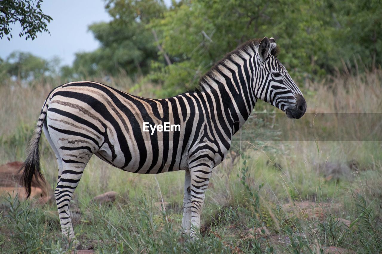 ZEBRAS AND A ZEBRA
