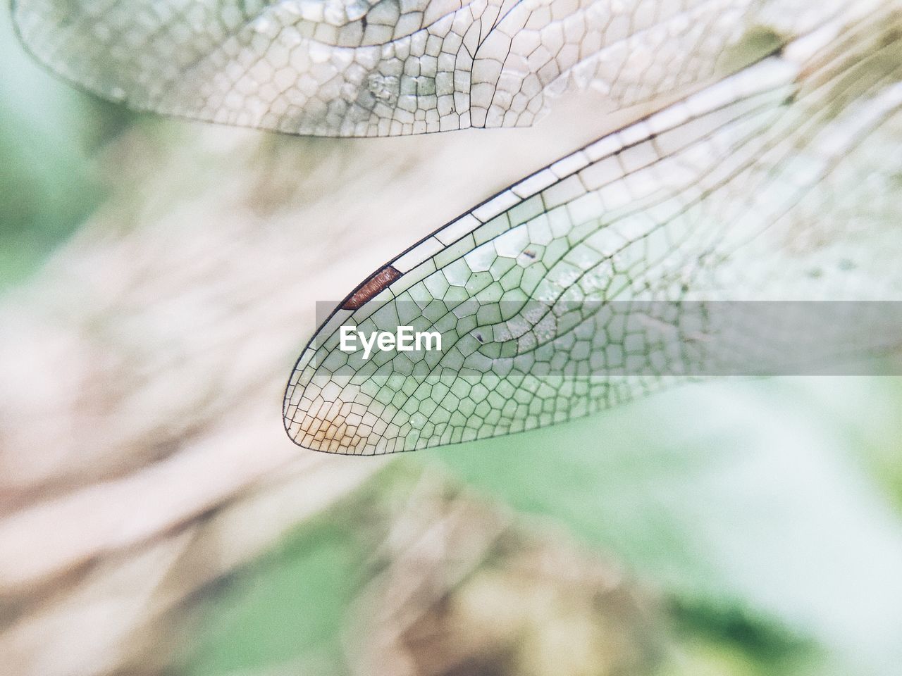 CLOSE-UP OF DAMSELFLY