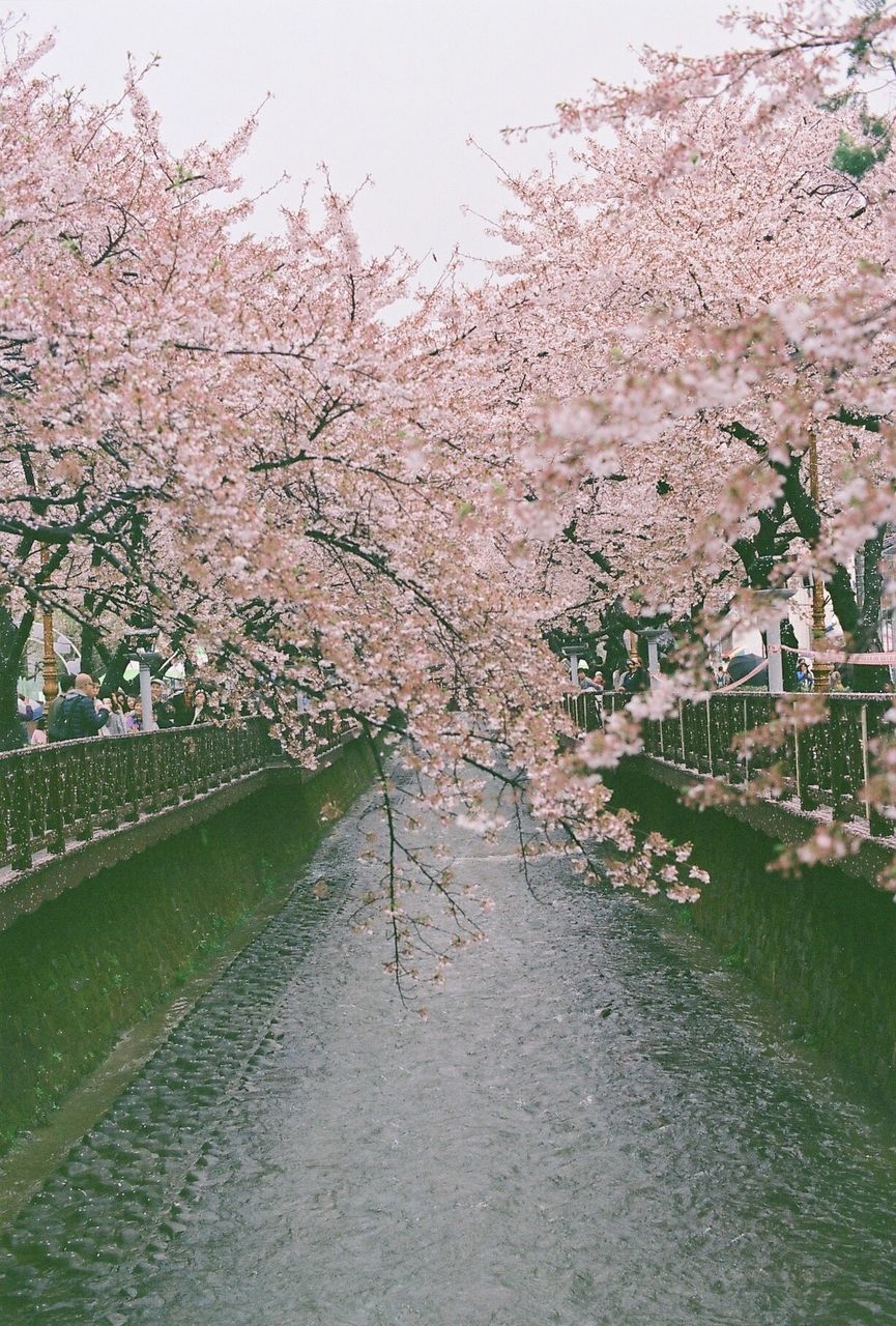 CLOSE-UP OF CHERRY TREE AGAINST WATER