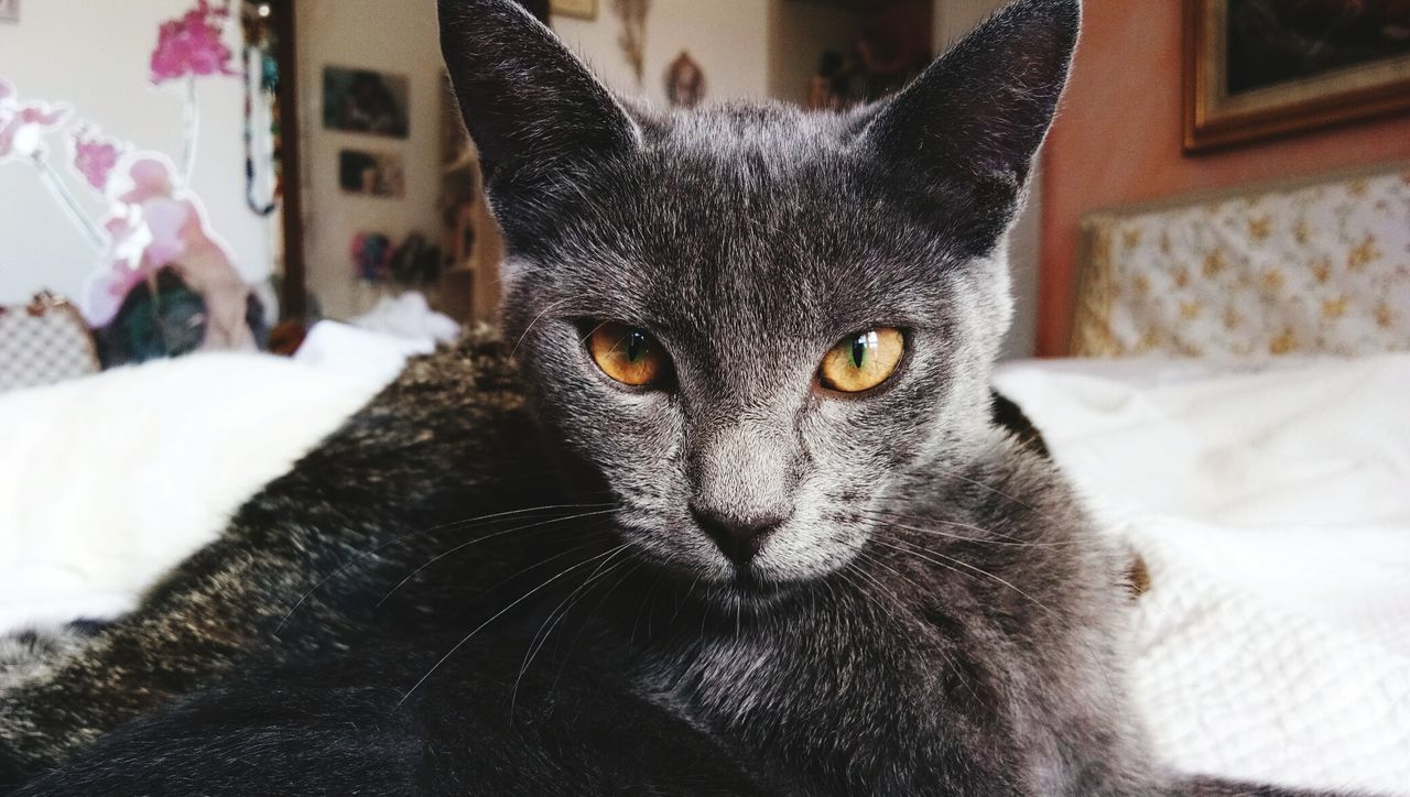 PORTRAIT OF CAT ON BED AT HOME