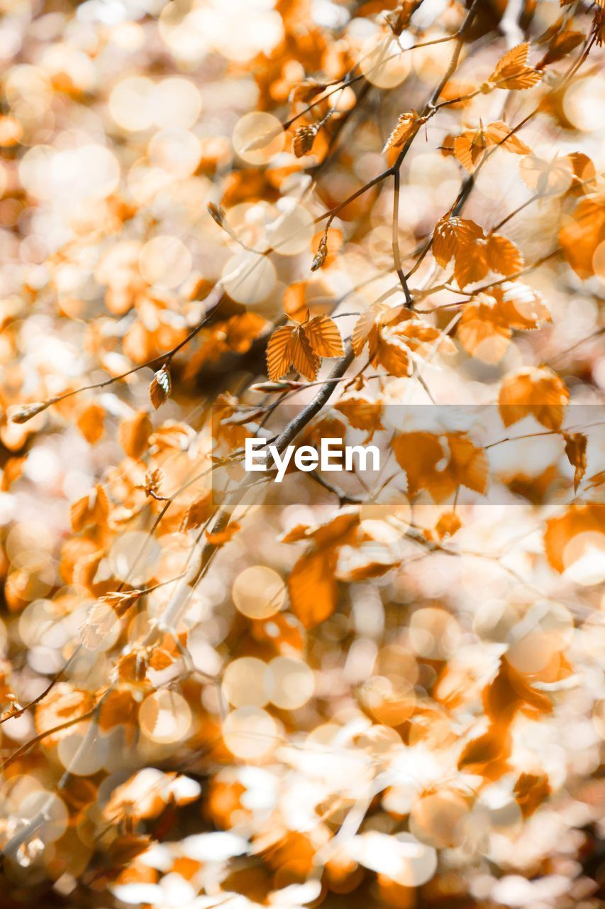 Close-up of autumn leaves