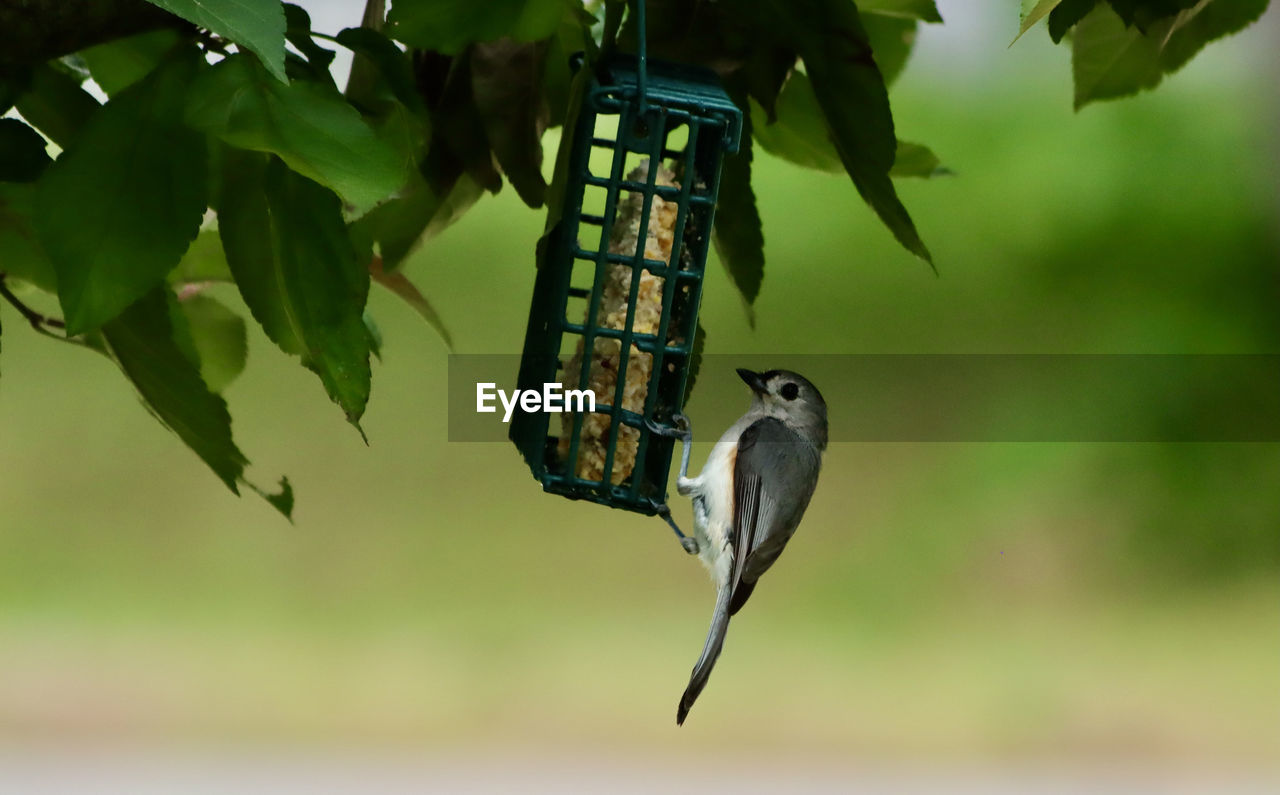 BIRD PERCHING ON A WOODEN POLE