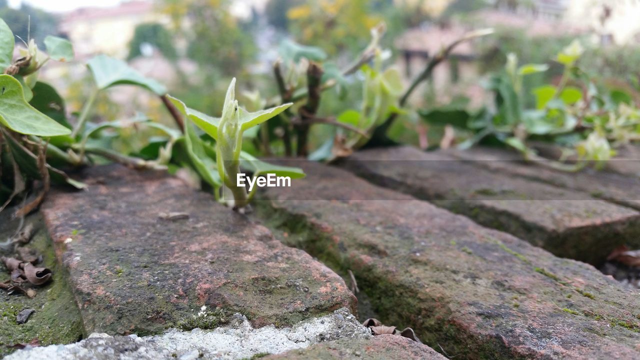 Plants growing amidst weathered stones